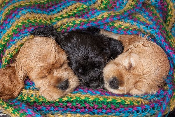 Cocker spaniel puppies sleeping in blanket